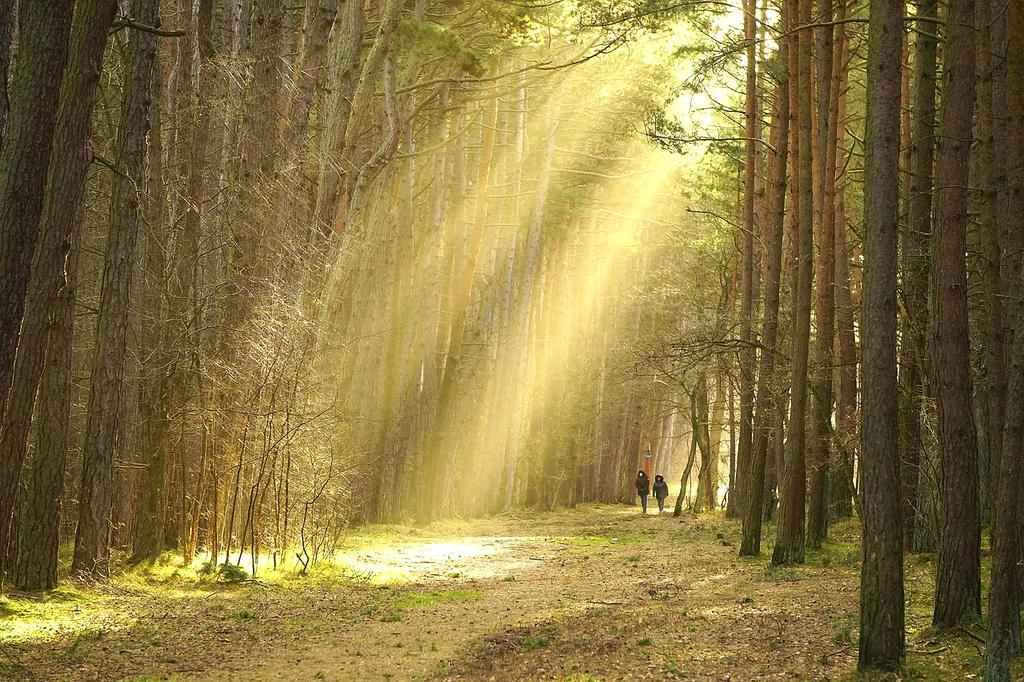 Pathway through a forest symbolizing learning journey