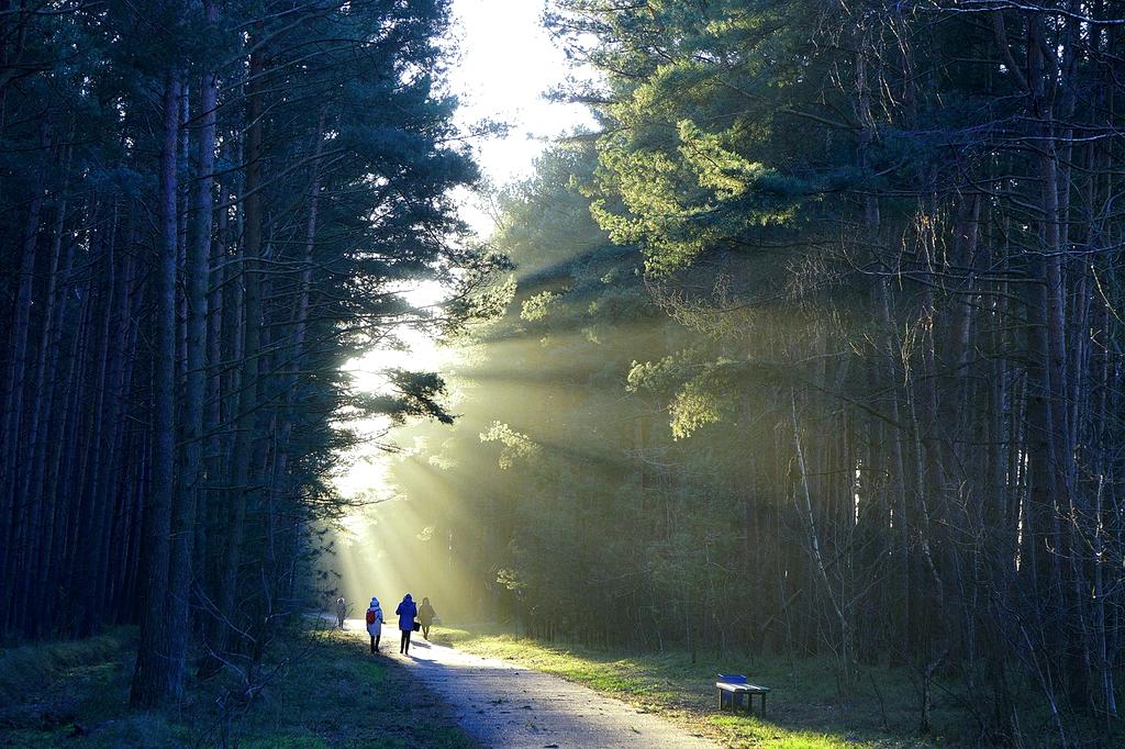 Person reading book in natural environment with forest background